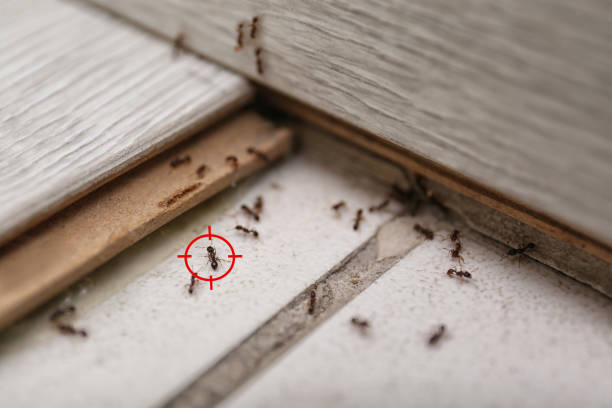 Wasp Removal Services in Erie, PA