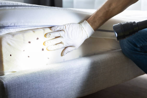 Best Local Pest Control Services  in Erie, PA