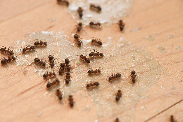 Best Best Pest Control Companies  in Erie, PA